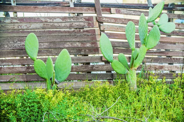 Vista Cerca Hermosos Cactus Verdes —  Fotos de Stock