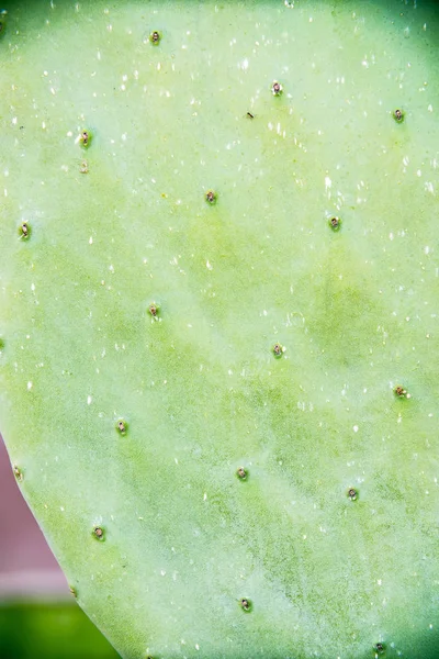 Közeli Kilátás Gyönyörű Zöld Kaktusz — Stock Fotó