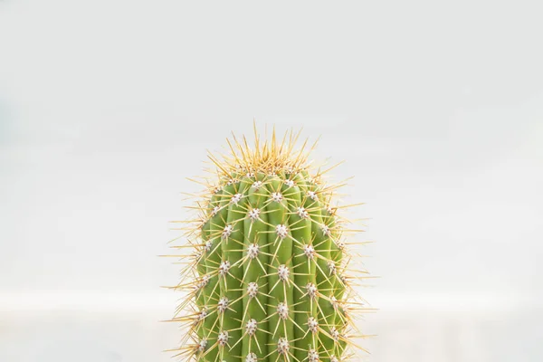 Close Uitzicht Prachtige Groene Cactus — Stockfoto