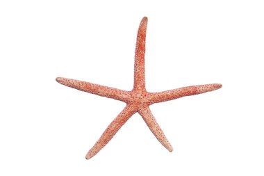 Arka plan beyaz arka plan üzerinde moda renkli deniz yıldızı ile