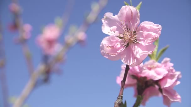 Primer Plano Del Árbol Flor Melocotón — Vídeo de stock