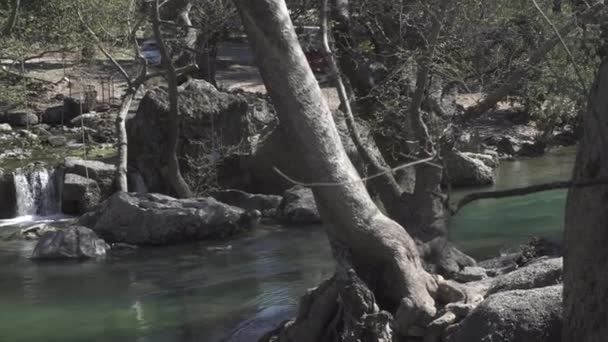 Rzeki Górskie Lesie — Wideo stockowe