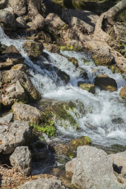 ormandaki nehir dağ dere