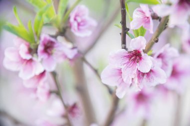 Kırmızı çiçekler çiçek arka plan Şubesi