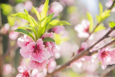 Kırmızı çiçekler çiçek arka plan Şubesi 