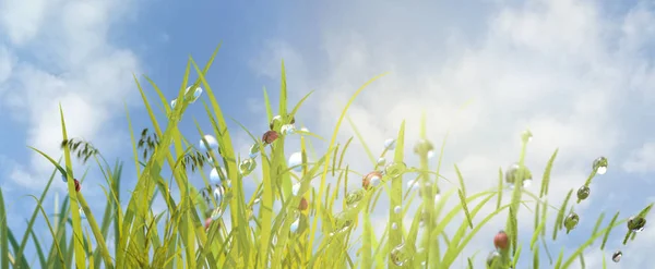 grass in droplets of morning and a ladybug in summer spring on a nature macro. Drops of water on the grass, natural wallpaper, panoramic view, soft focus, render 3d