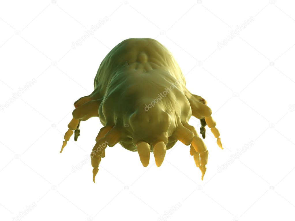 house dust mite 3d render  on white background