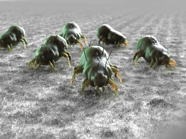 house dust mite 3d render