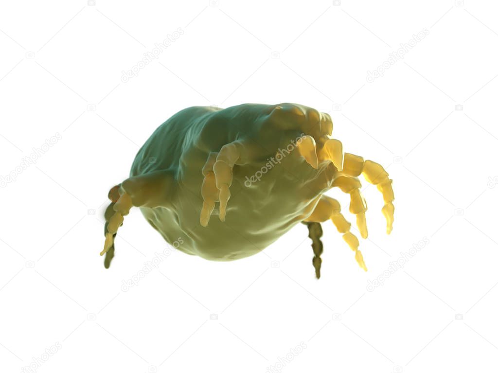 house dust mite 3d render  on white background