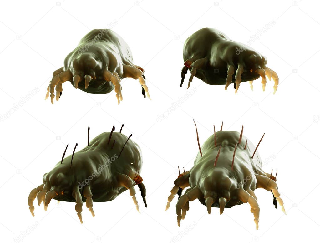 house dust mite 3d render