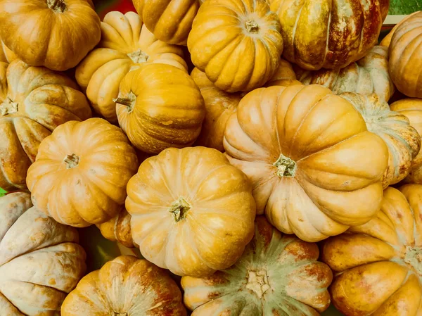 Cadılar Bayramı tatil arka plan ile kabak