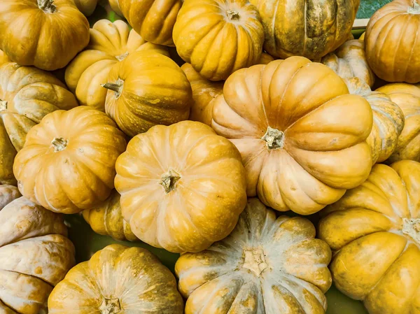 Cadılar Bayramı tatil arka plan ile kabak