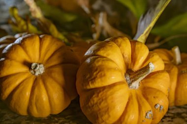 Masadaki Cadılar Bayramı balkabakları, tatil geçmişi...