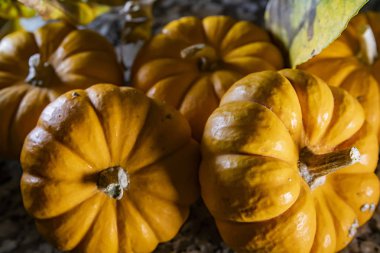 Masadaki Cadılar Bayramı balkabakları, tatil geçmişi...