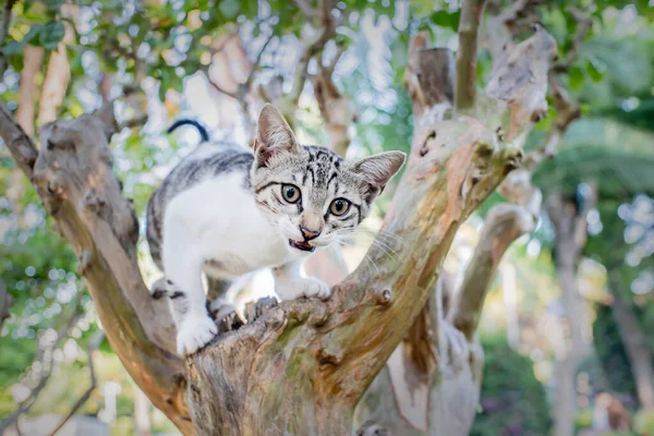 Gatinho Preso Uma Árvore Gato Perto — Fotografia de Stock