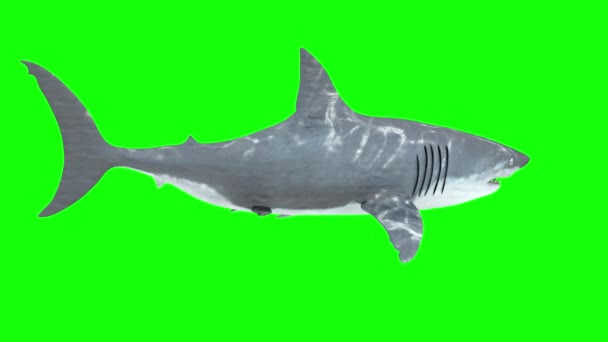 Shark Green Background Render — Stock Video