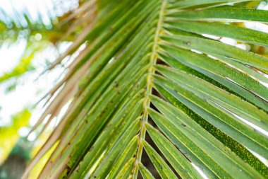 arkaplan palmiye dalı kapat