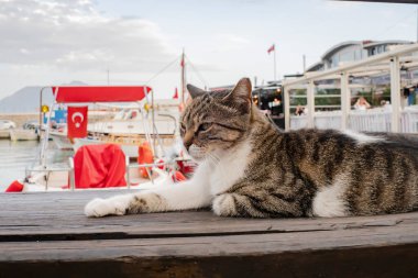 Kedi Türkiye limanındaki denize bakıyor