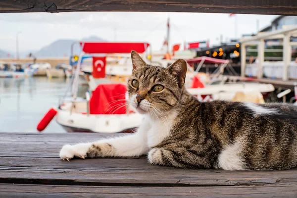 Gato Olha Para Mar Porto Turquia — Fotografia de Stock