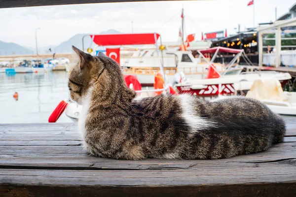 Gato Mira Mar Puerto Turquía — Foto de Stock