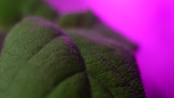 Folha de planta com lâmpadas de luz roxas para plantas — Vídeo de Stock