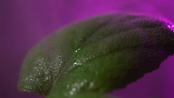 Hoja de planta con lámparas de luz púrpura para plantas — Vídeo de stock