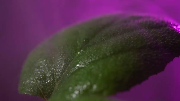 Plant leaf with purple light lamps for plants — Stock Video