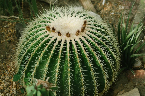Cactus Plant Leaves Pattern Feuilles Vertes Contexte Naturel Feuille Verte — Photo