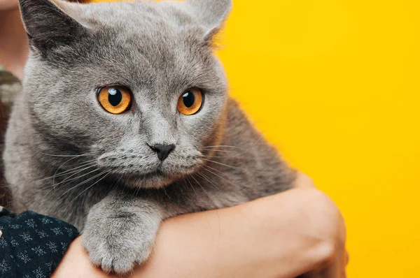 Brytyjski Stenografia Kot Jest Posiadaniu Dziewczyna Lub Młoda Kobieta Która — Zdjęcie stockowe