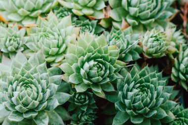 Birçok güzel dekoratif çiçek fotoğrafı