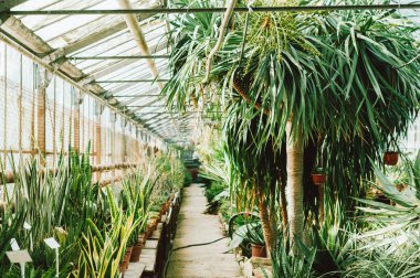 Fotoğraf şaşırtıcı küçük flora Garden