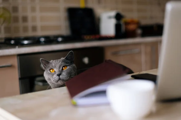 Schöne Schottische Graue Katze Sieht Hungrig Aus Guckt Hinter Den — Stockfoto