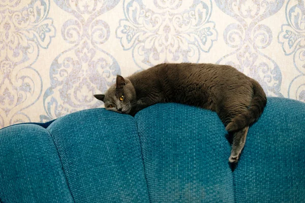 Faule Schottische Katze Liegend Und Entspannt Auf Blauem Sofa — Stockfoto