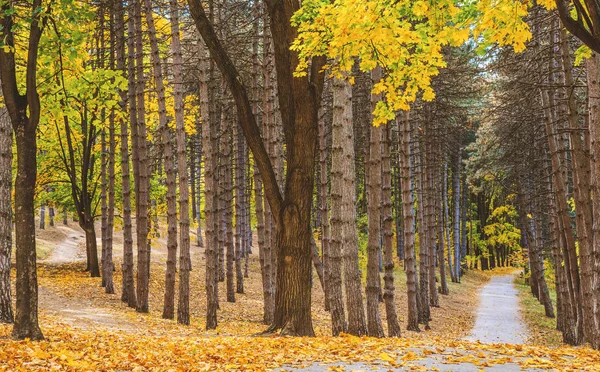 Hermoso Parque Otoño Senderos Otoñales Árboles Hojas Paisaje Otoñal Parque — Foto de Stock