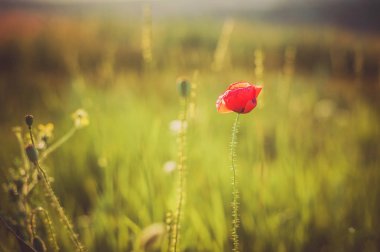 Vahşi alan üzerinde kırmızı haşhaş çiçeği. Güzel alan kırmızı gelincik seçici odak ile.