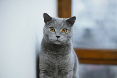 Katta oturan gri tüylü kedi. Hayvan portre. Britanya ile ilgili stenografi kedi.