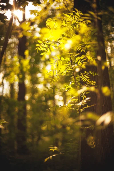 Hermoso Bosque Primavera Con Sol Brillante Brillando Través Los Árboles — Foto de Stock