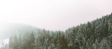 Düşük yalancı couds ormanlık dağ yamacı