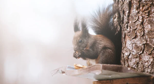 Esquilo Vermelho Bonito Sentado Árvore Comer Algumas Nozes — Fotografia de Stock