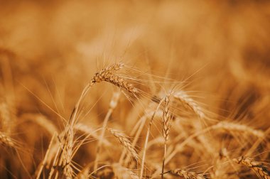 Doğa konsepti. Gün batımı veya gündoğumu renkli buğday Fileld fotoğrafı