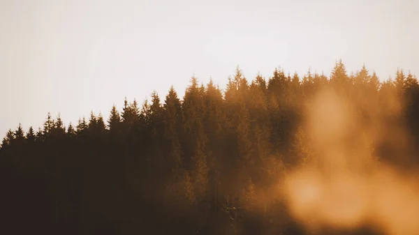 Paisaje Verano Sendero Montaña Con Bosque Fondo Azul Del Cielo — Foto de Stock