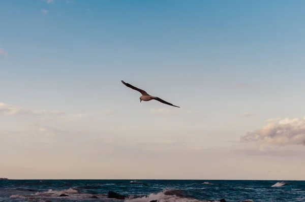 Photo Single Gull Flying Sea — Stock Photo, Image