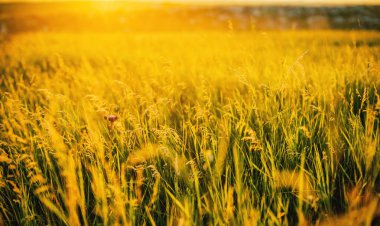 Gün batımında çim alanı, duvar kağıdı, bulanık 