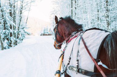Kış tatilinde at ve araba ile seyahat fotoğraf, güzel bir karlı orman
