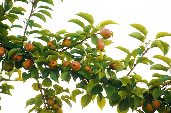 Foto Una Rama Pera Con Muchos Frutos Hermoso Ocre — Foto de Stock