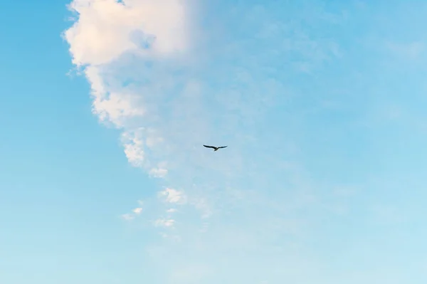 Photo of a beautiful blue sky, a bird flying alone, white fluffy clounds