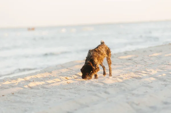 Foto Handsoem Perro Marrón Divirtiéndose Playa —  Fotos de Stock