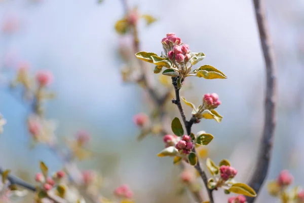 Spring is about to start. Light pink blossom. Apple flowers about to bloom.