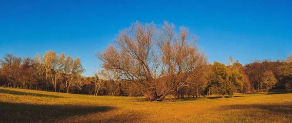 Vroege lente of late herfst vallen zonnig panorama. Warm landschap. — Stockfoto