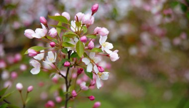 Beyaz, pembe çiçekler, bahar parkı konsepti ile küçük bir dal
